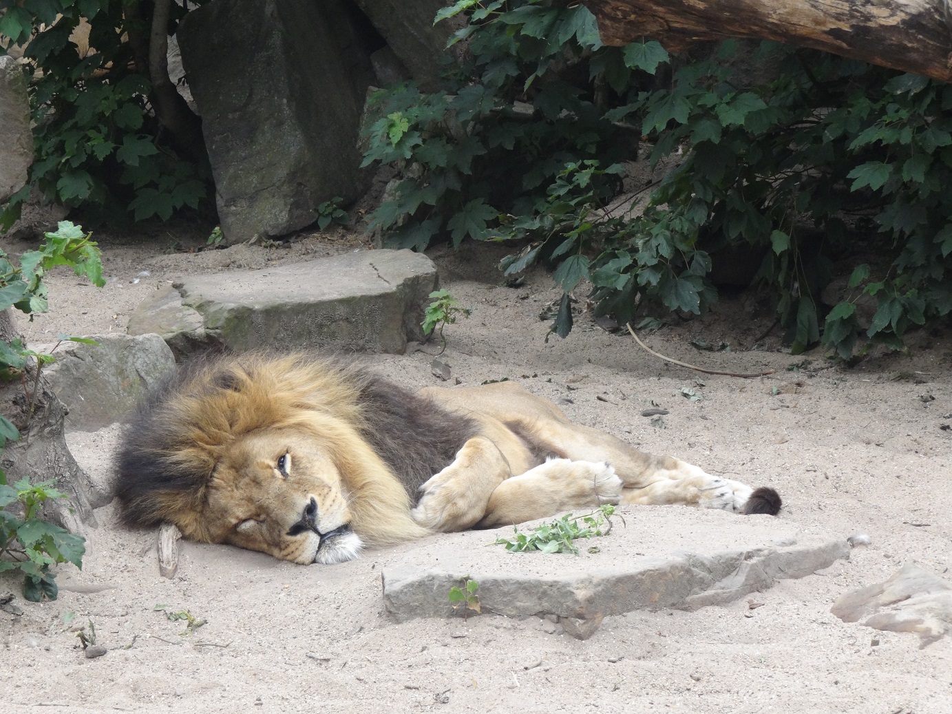 Ook al ben ik zwart als roet | Klasse! Onderwijs – Opvoeding